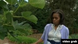 第一夫人米歇尔的菜园(美国之音视频截图)