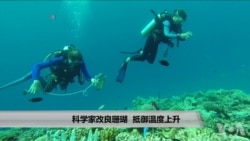 科学家改良珊瑚 抵御温度上升