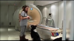 研究证明狗懂得人的情感