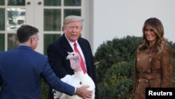 感恩節前夕特朗普總統赦免兩隻火雞。