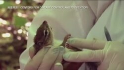 暖冬过后 携带病菌的蜱虫大量出现