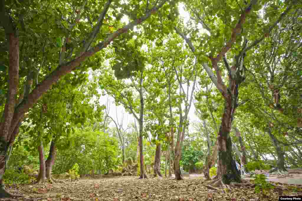 太平岛原生林貌一隅（台湾总统府）
