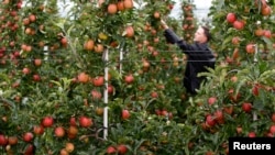 2014年8月20日德国南部农民马丁·哈根检查苹果树。欧盟水果和蔬菜种植者将获得高达1.25亿欧元财政援助帮助他们应对俄罗斯禁运。