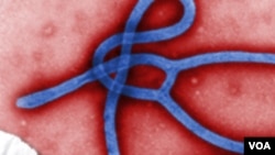 埃博拉疫情病毒