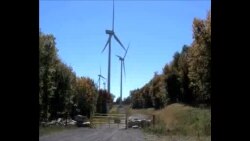 风力发电成野生动物杀手