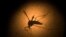 An Aedes aegypti mosquito is photographed through a microscope at the Fiocruz institute in Recife, Pernambuco state, Brazil, Jan. 27, 2016. The mosquito is a vector for the proliferation of Zika virus currently spreading throughout Latin America.
