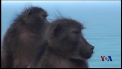 用捕食动物的声音警告狒狒：世上没有免费午餐