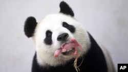 大熊猫幼崽“P宝贝”的妈妈“好好”。