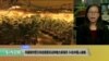 VOA连线：华盛顿州警方突击搜查非法种植大麻场所，54名中国人被捕