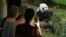 訪客在美國首都華盛頓的史密森尼國家動物園觀賞熊貓。（路透社資料圖）