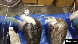 藏於陶罐中偷運入澳大利亞的冰毒