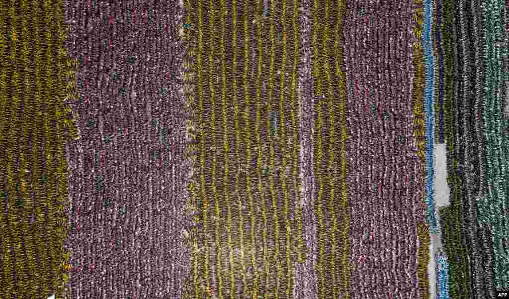 2018年5月10日，这张使用无人机拍摄的照片展示了上海许多被遗弃的共享单车。