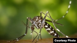 吮血雌蚊是打击目标