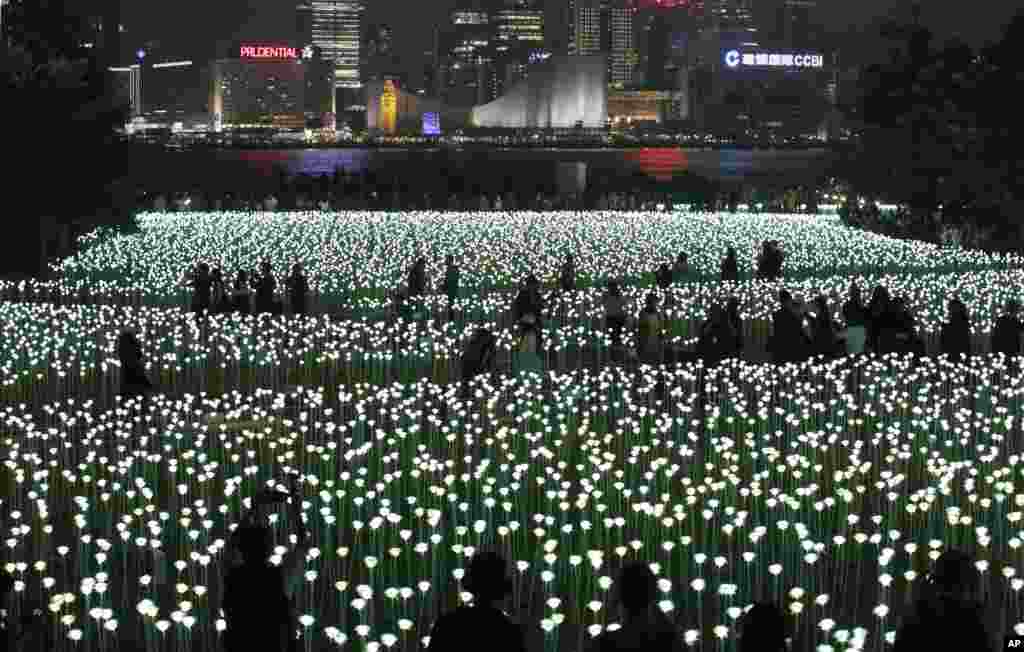 香港中环商业区前面的灯光玫瑰园（2016年2月13日）