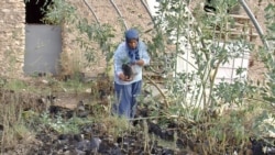 Samira Sghaier checks out dead trees at her farm. The project has not been entirely successful. (Lisa Bryant/VOA)