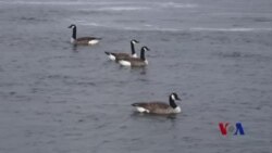 外籍劳工短缺，美国季节性企业生存艰难