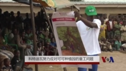 科特迪瓦努力应对可可种植园的童工问题