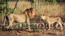 马拉维完成狮子迁徙 好莱坞影星解囊助力