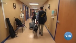 Therapy Dogs Help Patients in Hospital Intensive Care Unit