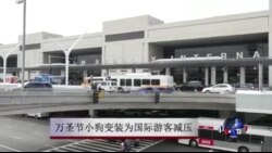 万圣节小狗变装为国际游客减压