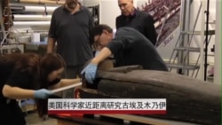 美国科学家近距离研究古埃及木乃伊