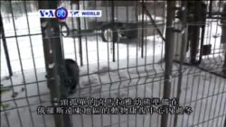 VOA國際60秒(粵語): 2015年12月21日