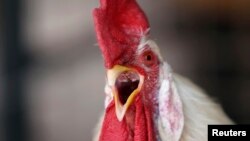 北京農場裡的一隻肉用雞