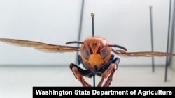 有"杀手大黄蜂"之称的亚洲巨型大黄蜂。