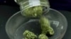 药用大麻（美国之音网站截图）