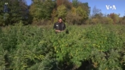 美国农民欢迎火麻商业种植合法化