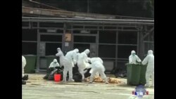 WTO提醒中国警惕新禽流感病株