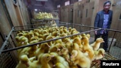 中国浙江省的一处禽蛋交易市场。（资料照）