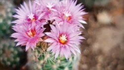 VOA卫视（2014年11月15日 第一小时节目)