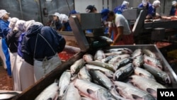 在北海道根室一個漁業加工廠，外籍勞工正在剖解三文魚，準備醃製（美國之音歌籃）