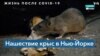 В Нью-Йорке жалуются на крыс