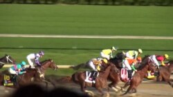 Скачки в Кентукки: традиция длиною в полтора столетия