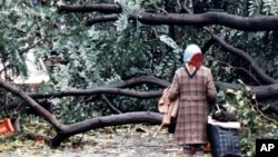 1987年10月16日，伦敦一名妇女站在倒落的大树前。30年前的那次飓风给英国造成大范围破坏。奥菲利娅飓风正直扑英国和爱尔兰。