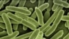 E. coli bacteria