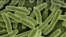 E. coli bacteria