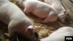 美国农场饲养的猪。（资料照）