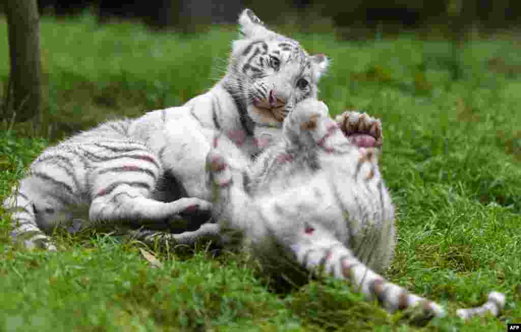 2018年2月出生的白虎幼崽在法国东部的一个动物园内玩耍（2018年6月15日）