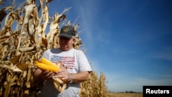 伊利诺伊州农民收割期间检查玉米（2014年9月24日）