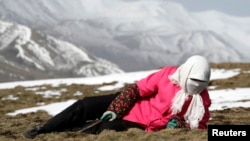 中國青海省西部貴德縣拉雞山當地藏民在尋找冬蟲夏草