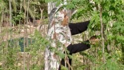 A women farmer prunes moringa trees, which are sought after for their nutritional and medicinal properties. (Lisa Bryant/VOA)