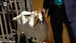 Они работают за еду. В Нью-Йорке появились «рогатые гастарбайтеры»