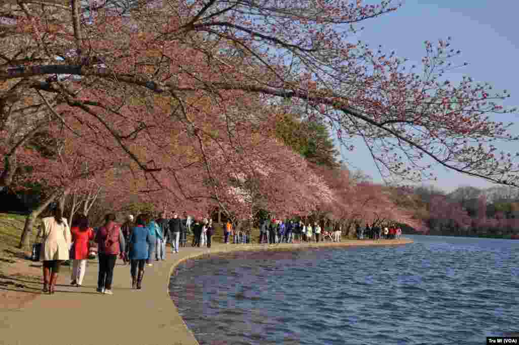 樱花照水，碧波荡漾，游客倘佯。