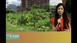 VOA连线: 水泥丛林中的城市绿洲