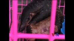 非法全球野生动物交易：仍然是一个日益严重的问题